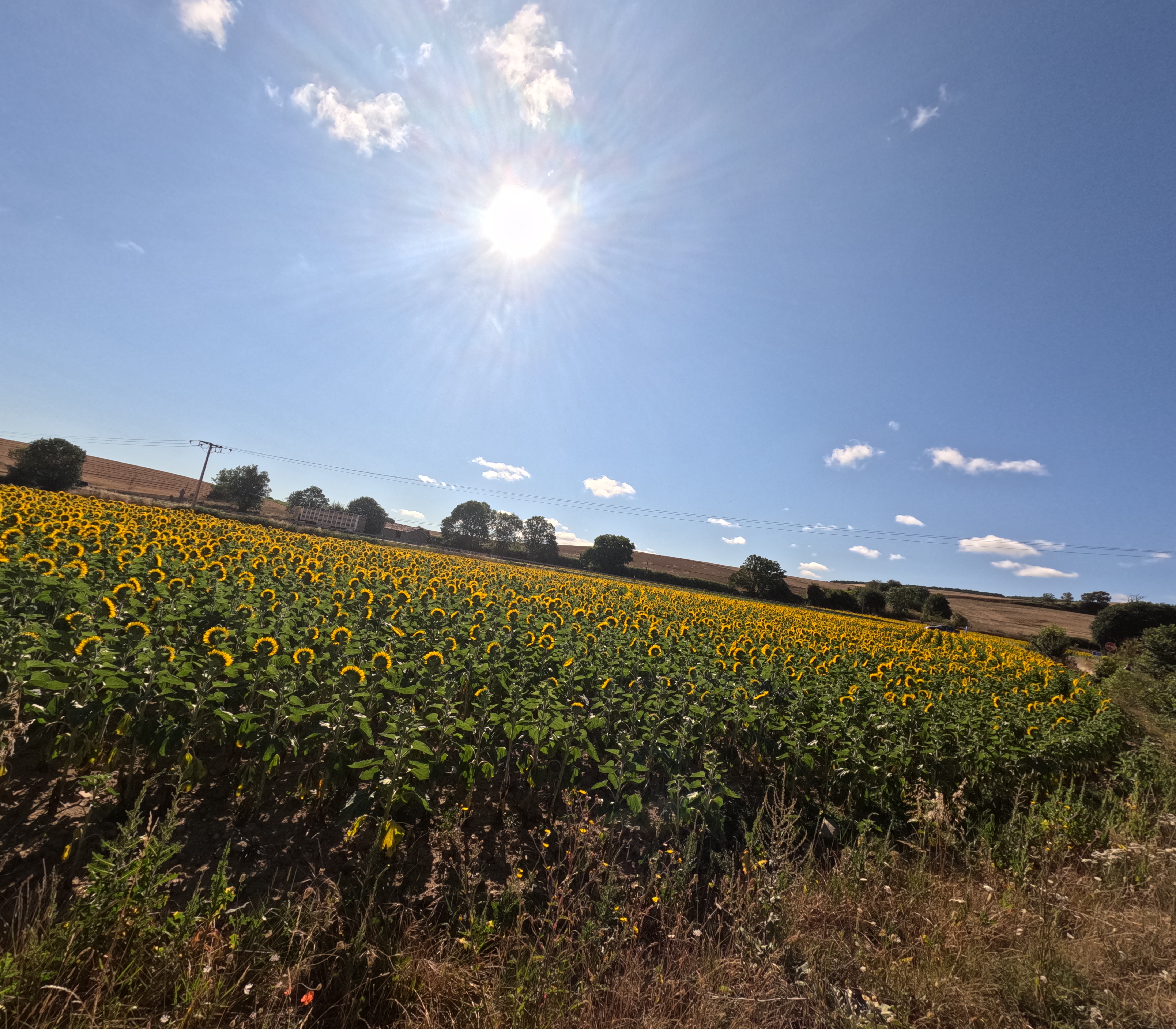 A wide field of yellow sunflowers stretches across gently rolling farmland, all facing toward a bright midday sun high in a clear blue sky, with a few small clouds, distant trees, and power lines along the horizon.